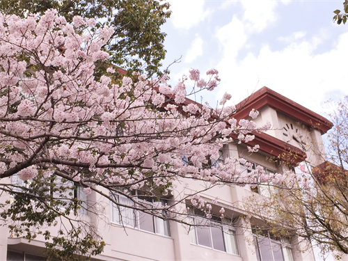 校内の桜